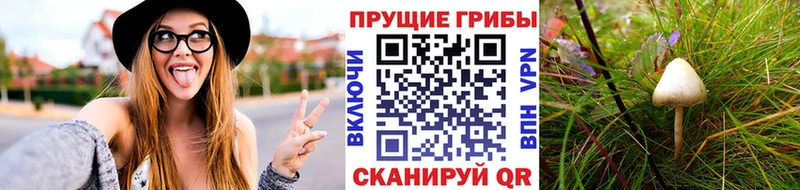ссылка на мегу ссылки  Бабушкин  Галлюциногенные грибы Cubensis  купить закладку 